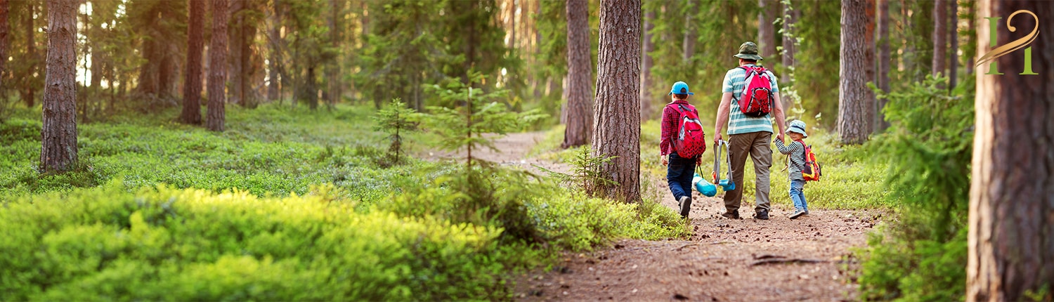 Forest walk